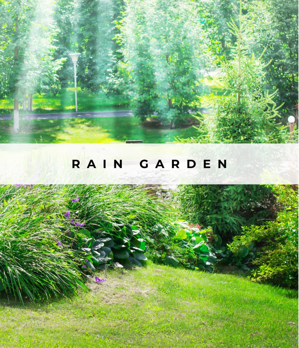 Image of Rain Gardens