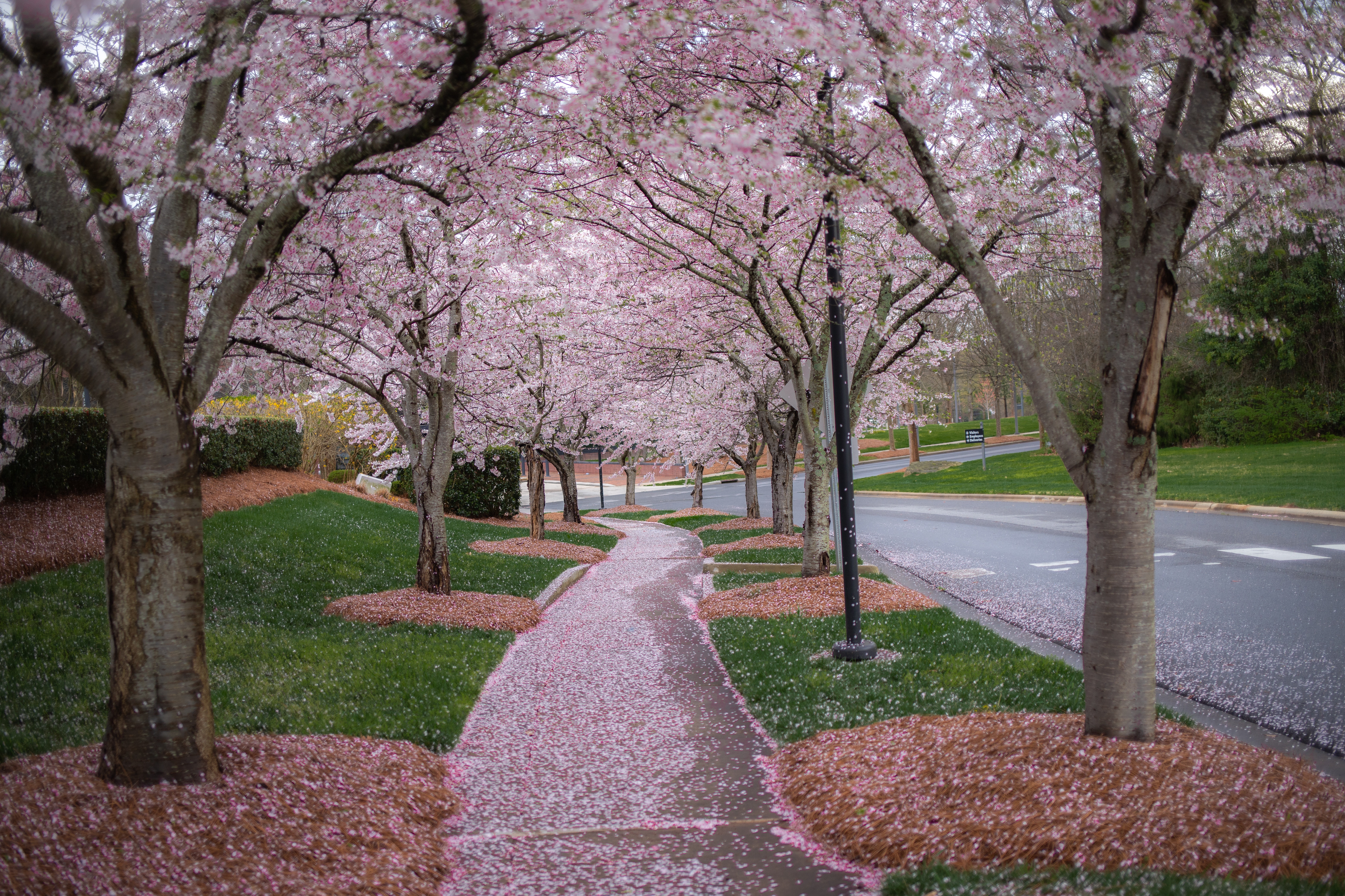 A walking trail surrounded by cherry blossom trees