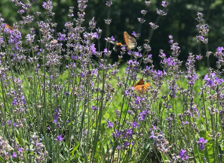 Image for post Landscape Architecture and Pollinator Pathways
